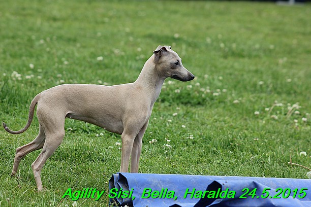 Agility 24.5.2015 Sisi, Bella, Haralda (99)