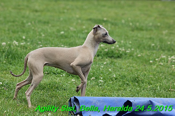 Agility 24.5.2015 Sisi, Bella, Haralda (100)