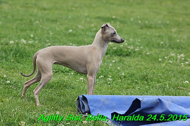 Agility 24.5.2015 Sisi, Bella, Haralda (101)