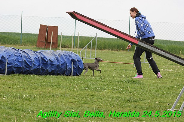 Agility 24.5.2015 Sisi, Bella, Haralda (103)