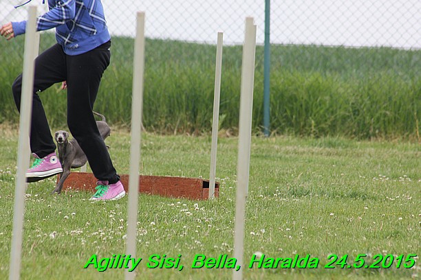 Agility 24.5.2015 Sisi, Bella, Haralda (105)