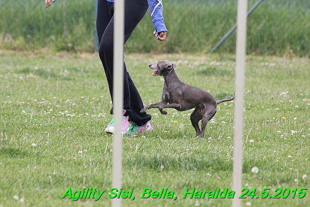 Agility 24.5.2015 Sisi, Bella, Haralda (106)