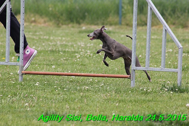 Agility 24.5.2015 Sisi, Bella, Haralda (107)
