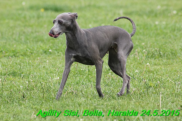 Agility 24.5.2015 Sisi, Bella, Haralda (109)