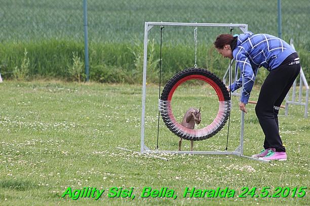 Agility 24.5.2015 Sisi, Bella, Haralda (110)