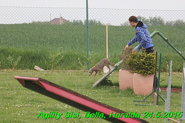 Agility 24.5.2015 Sisi, Bella, Haralda (111)