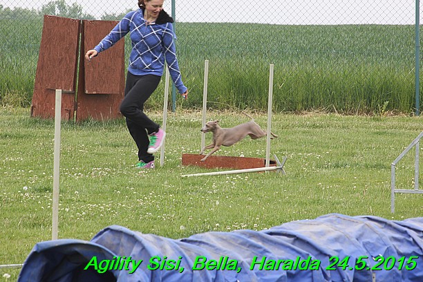 Agility 24.5.2015 Sisi, Bella, Haralda (112)