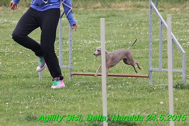 Agility 24.5.2015 Sisi, Bella, Haralda (113)