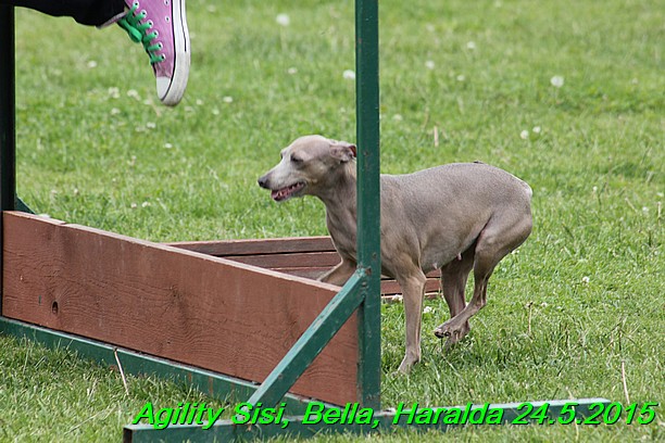 Agility 24.5.2015 Sisi, Bella, Haralda (114)