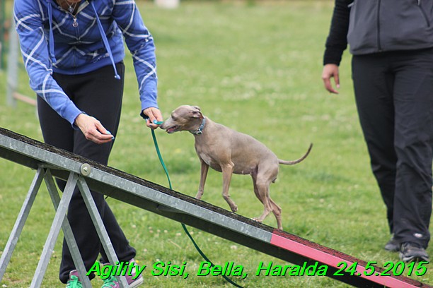 Agility 24.5.2015 Sisi, Bella, Haralda (115)