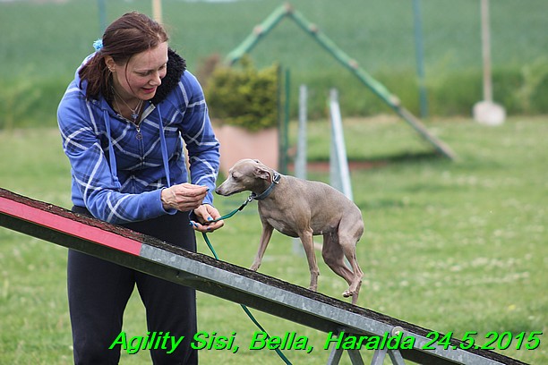 Agility 24.5.2015 Sisi, Bella, Haralda (116)