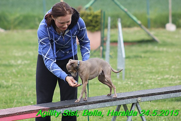 Agility 24.5.2015 Sisi, Bella, Haralda (117)