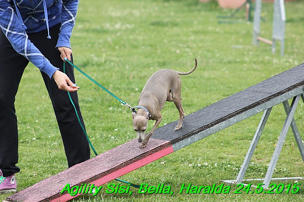 Agility 24.5.2015 Sisi, Bella, Haralda (118)