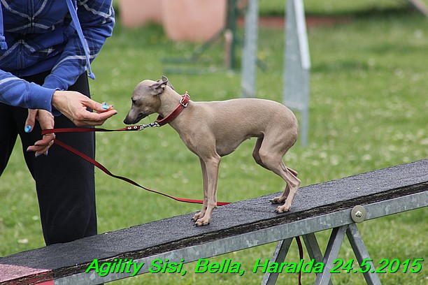 Agility 24.5.2015 Sisi, Bella, Haralda (119)