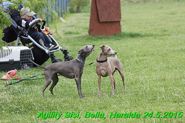 Agility 24.5.2015 Sisi, Bella, Haralda (135)