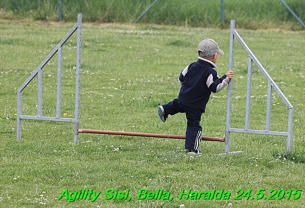 Agility 24.5.2015 Sisi, Bella, Haralda (136)