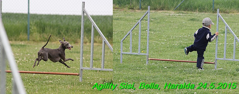 Agility 24.5.2015 Sisi, Bella, Haralda (137)