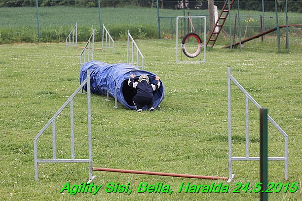 Agility 24.5.2015 Sisi, Bella, Haralda (138)