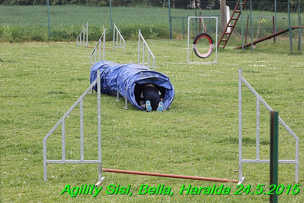 Agility 24.5.2015 Sisi, Bella, Haralda (139)