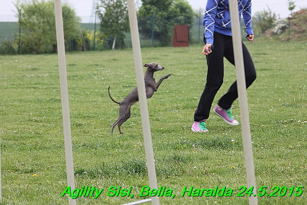 Agility 24.5.2015 Sisi, Bella, Haralda (140)