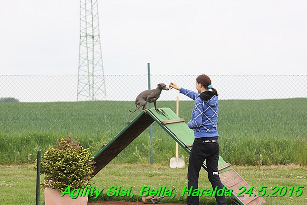 Agility 24.5.2015 Sisi, Bella, Haralda (142)