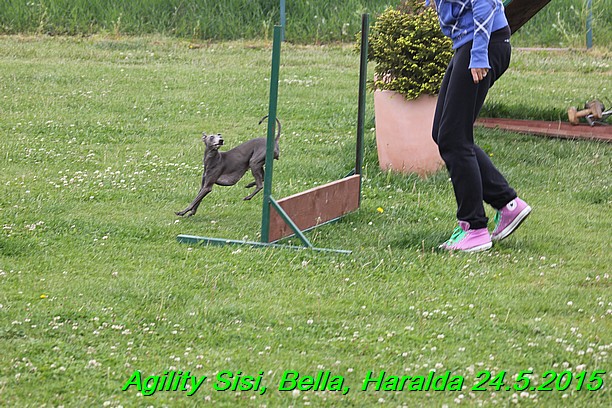Agility 24.5.2015 Sisi, Bella, Haralda (144)