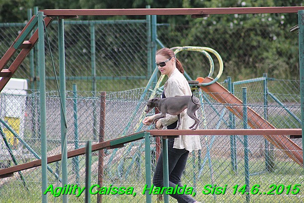 Agility 14.6.2015 Caissa, Haralda, Sisi (1)