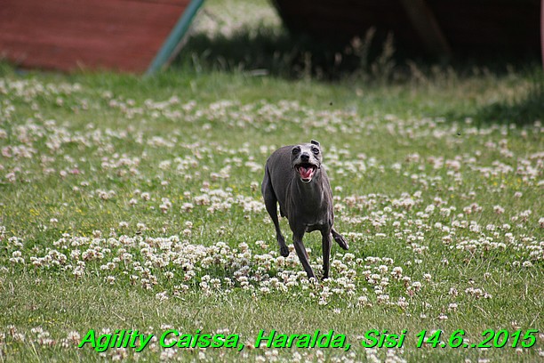 Agility 14.6.2015 Caissa, Haralda, Sisi (2)