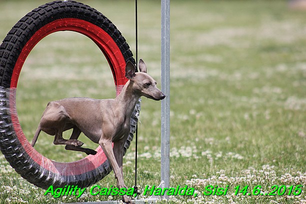 Agility 14.6.2015 Caissa, Haralda, Sisi (5)