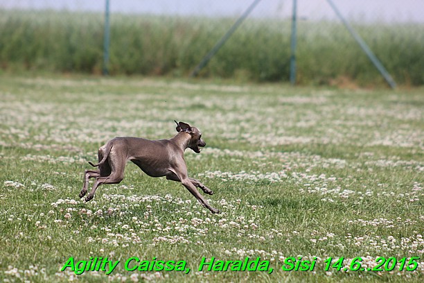 Agility 14.6.2015 Caissa, Haralda, Sisi (6)