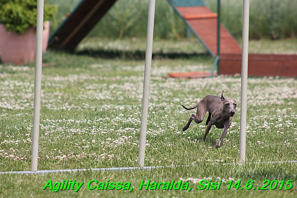 Agility 14.6.2015 Caissa, Haralda, Sisi (7)