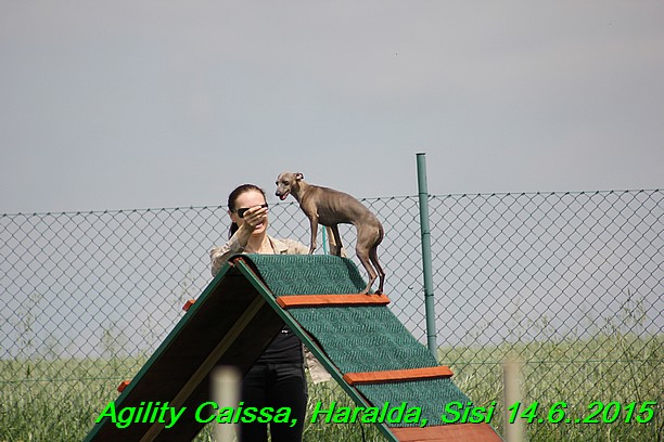 Agility 14.6.2015 Caissa, Haralda, Sisi (8)