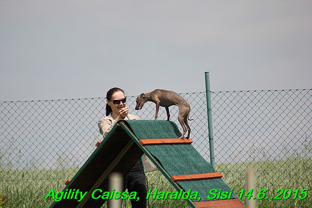 Agility 14.6.2015 Caissa, Haralda, Sisi (9)