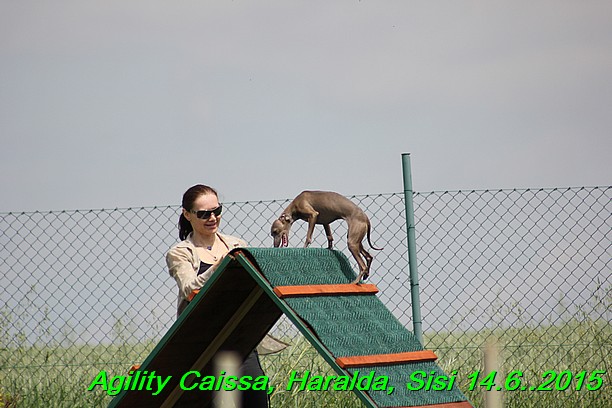 Agility 14.6.2015 Caissa, Haralda, Sisi (10)