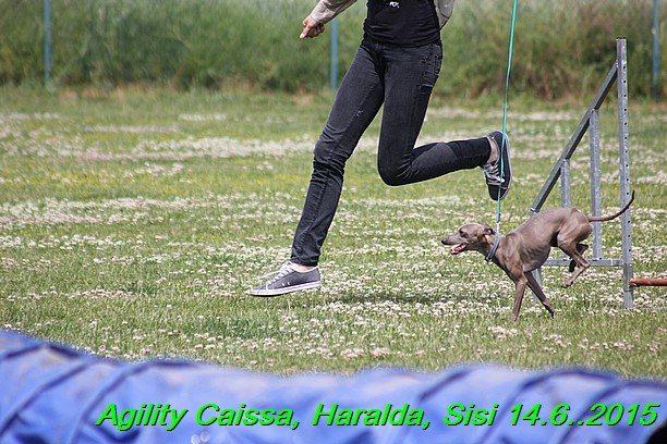 Agility 14.6.2015 Caissa, Haralda, Sisi (11)