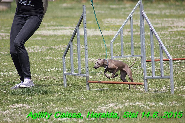 Agility 14.6.2015 Caissa, Haralda, Sisi (12)