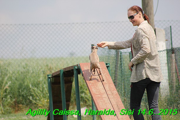 Agility 14.6.2015 Caissa, Haralda, Sisi (14)