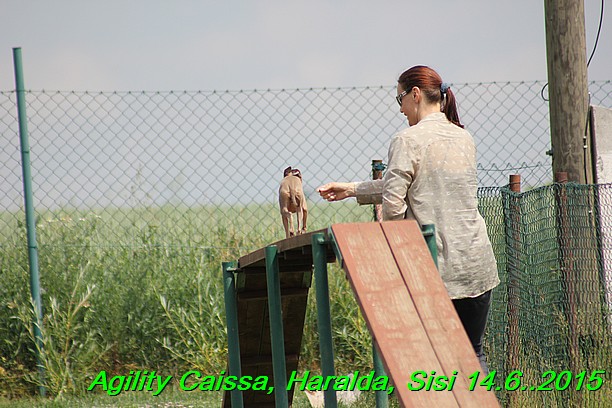 Agility 14.6.2015 Caissa, Haralda, Sisi (17)