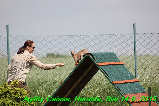 Agility 14.6.2015 Caissa, Haralda, Sisi (19)