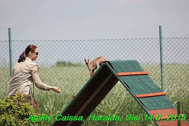 Agility 14.6.2015 Caissa, Haralda, Sisi (20)