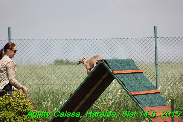 Agility 14.6.2015 Caissa, Haralda, Sisi (22)