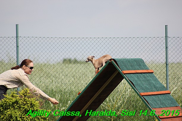 Agility 14.6.2015 Caissa, Haralda, Sisi (23)