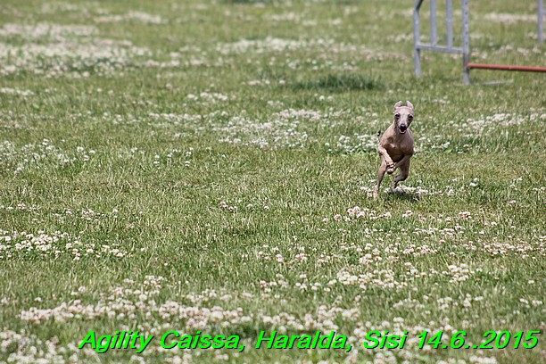 Agility 14.6.2015 Caissa, Haralda, Sisi (25)