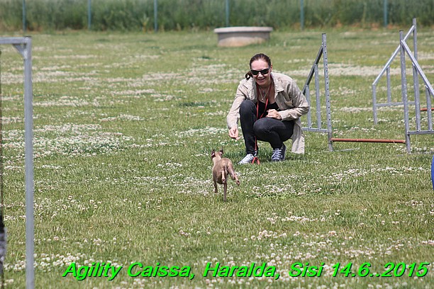 Agility 14.6.2015 Caissa, Haralda, Sisi (26)