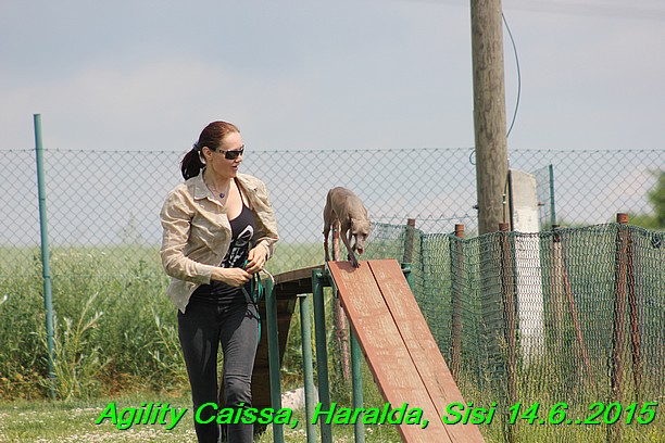 Agility 14.6.2015 Caissa, Haralda, Sisi (30)