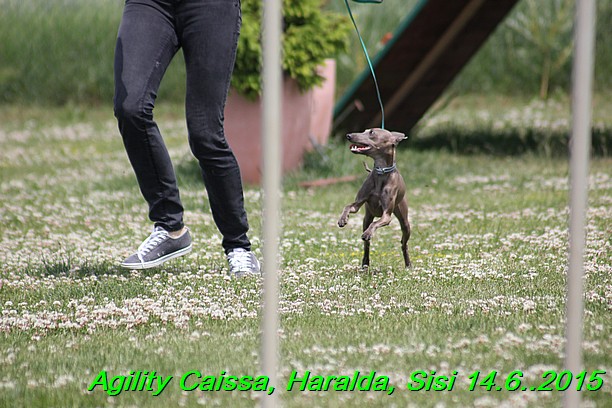 Agility 14.6.2015 Caissa, Haralda, Sisi (31)