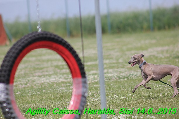 Agility 14.6.2015 Caissa, Haralda, Sisi (32)