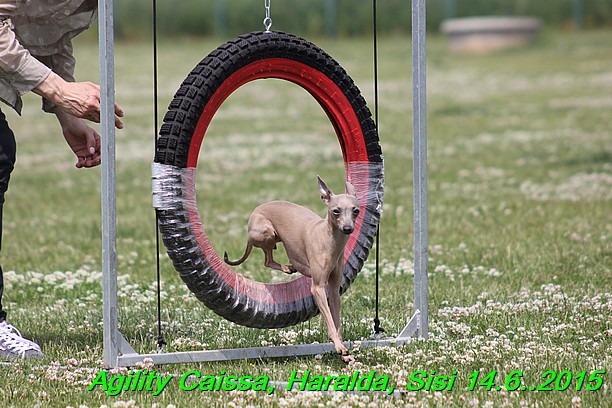 Agility 14.6.2015 Caissa, Haralda, Sisi (33)