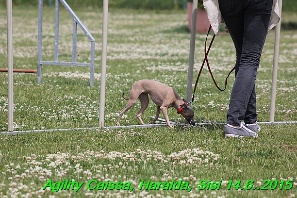 Agility 14.6.2015 Caissa, Haralda, Sisi (34)