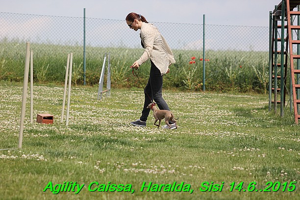 Agility 14.6.2015 Caissa, Haralda, Sisi (36)